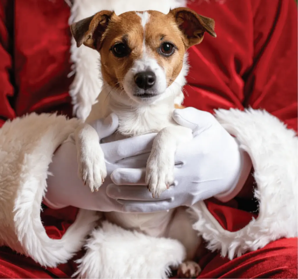 Pet Night With Santa