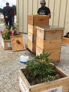 Hives of honey