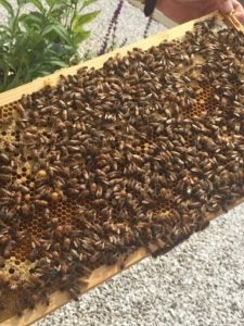 Honey bees